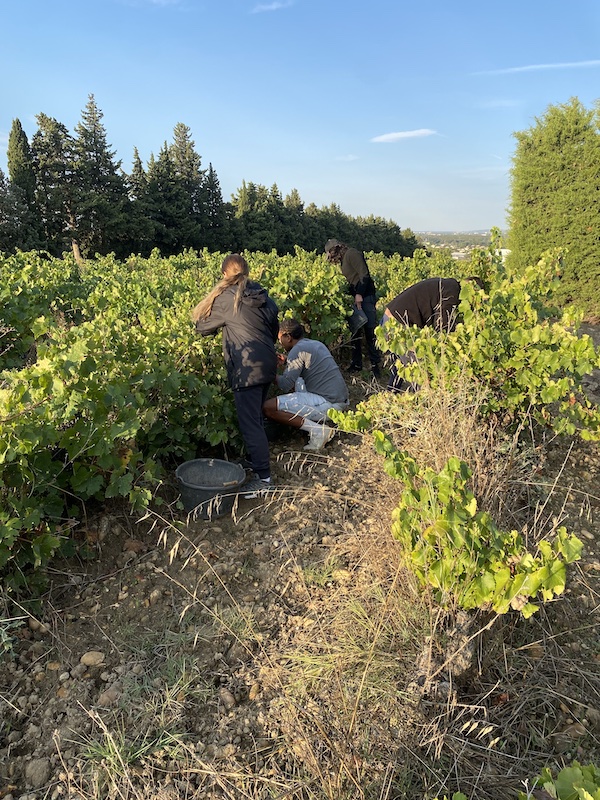 pentelines's tweet photo. 🍇Les #Vendanges2024 au Domaine des Pentelines 🍇 battent leur plein sous le soleil généreux des #CôtesDuRhôneVillagesGadagne, nos parcelles sont prêtes à livrer leurs plus beaux raisins pour un millésime qui s'annonce exceptionnel 🌞🍇🍷
@vins_rhone @cotesdurhone_uk @rhone_weine https://t.co/gxCv2X5bQw