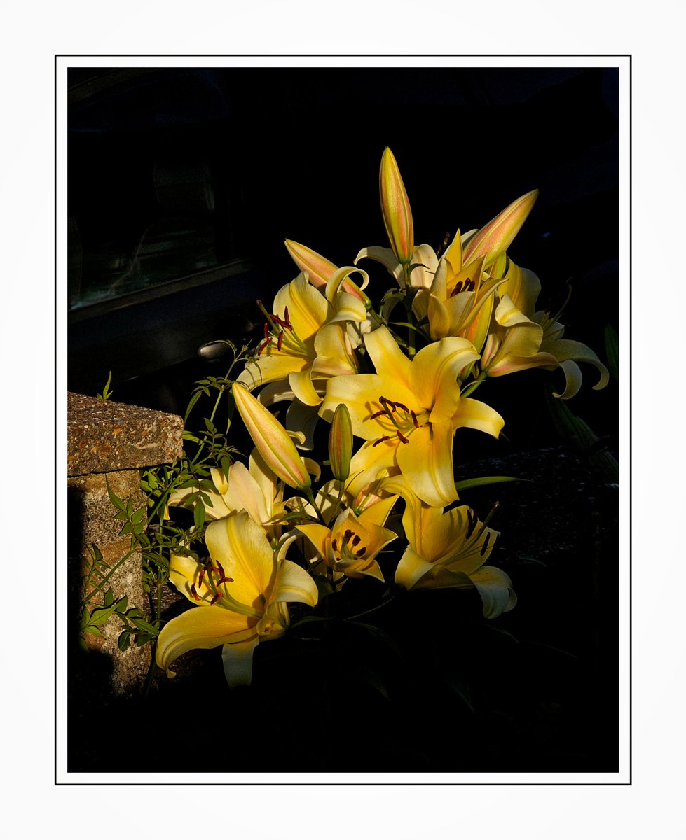 "Hello Yellow!"

Lovely flush of lillies last month...

#sundayyellow
#flowers
#nature
#garden