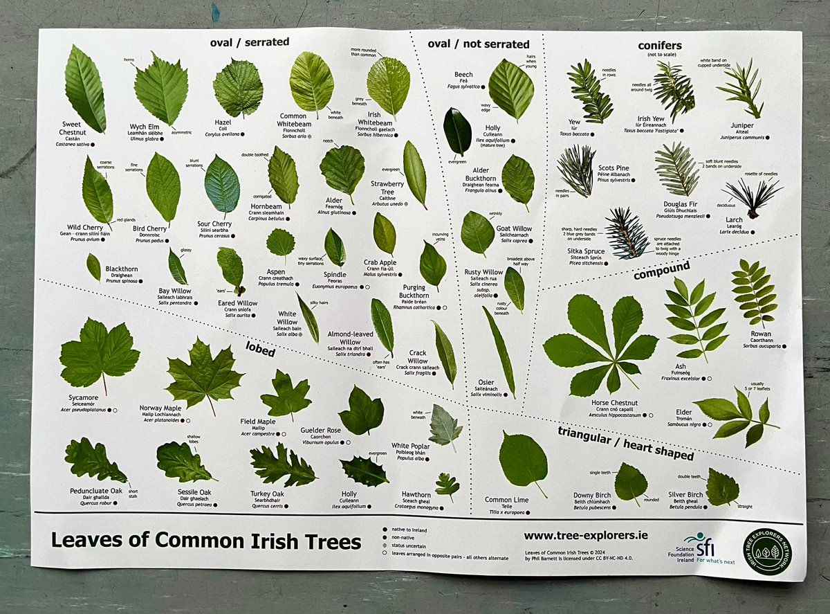 sandra_nimha's tweet image. 🌳🌲💚#weekKforKnowledge #AlphabetChallenge #trees