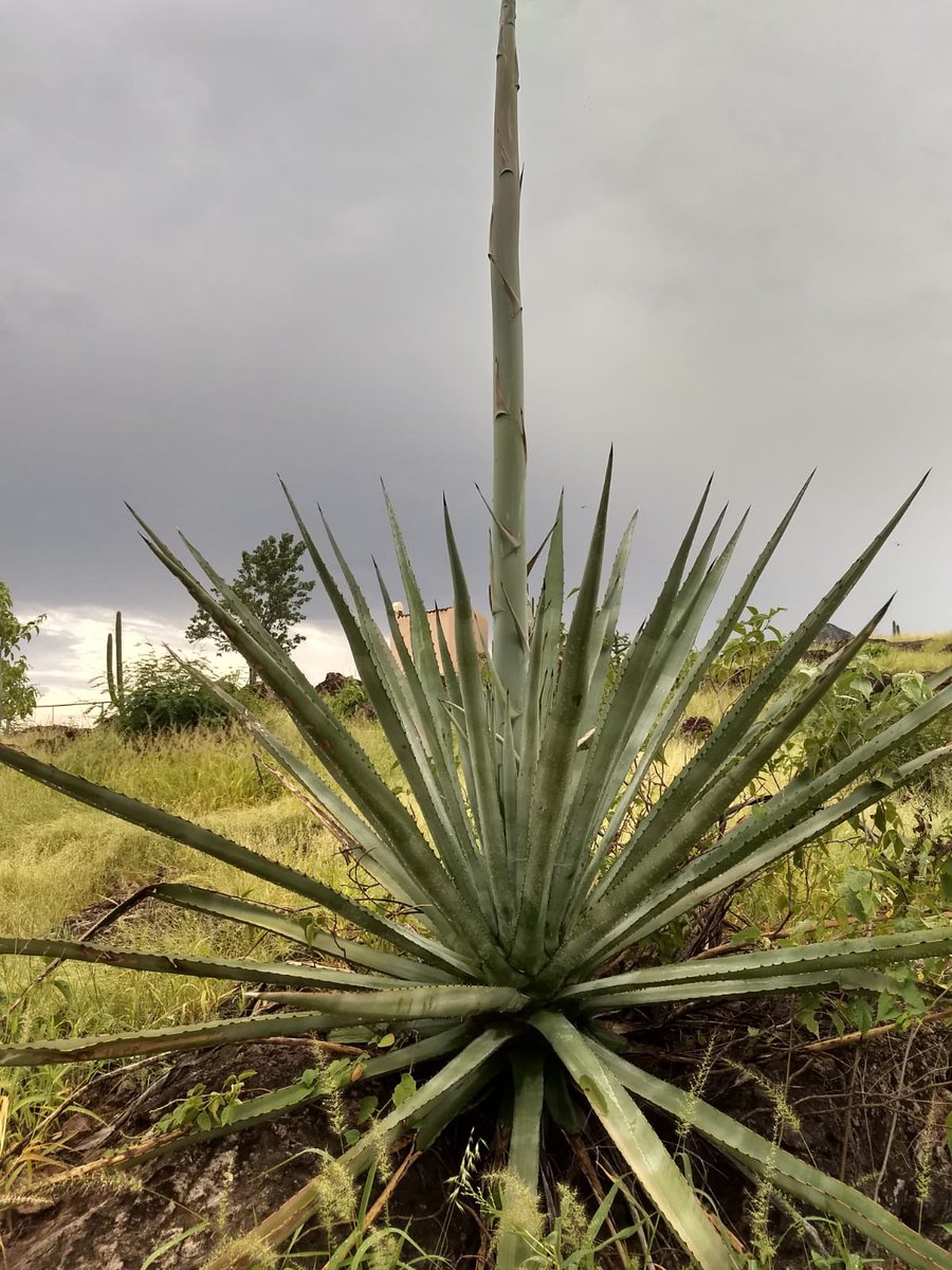 #agave angustifolia sub variedad #pacifica para #bacanora