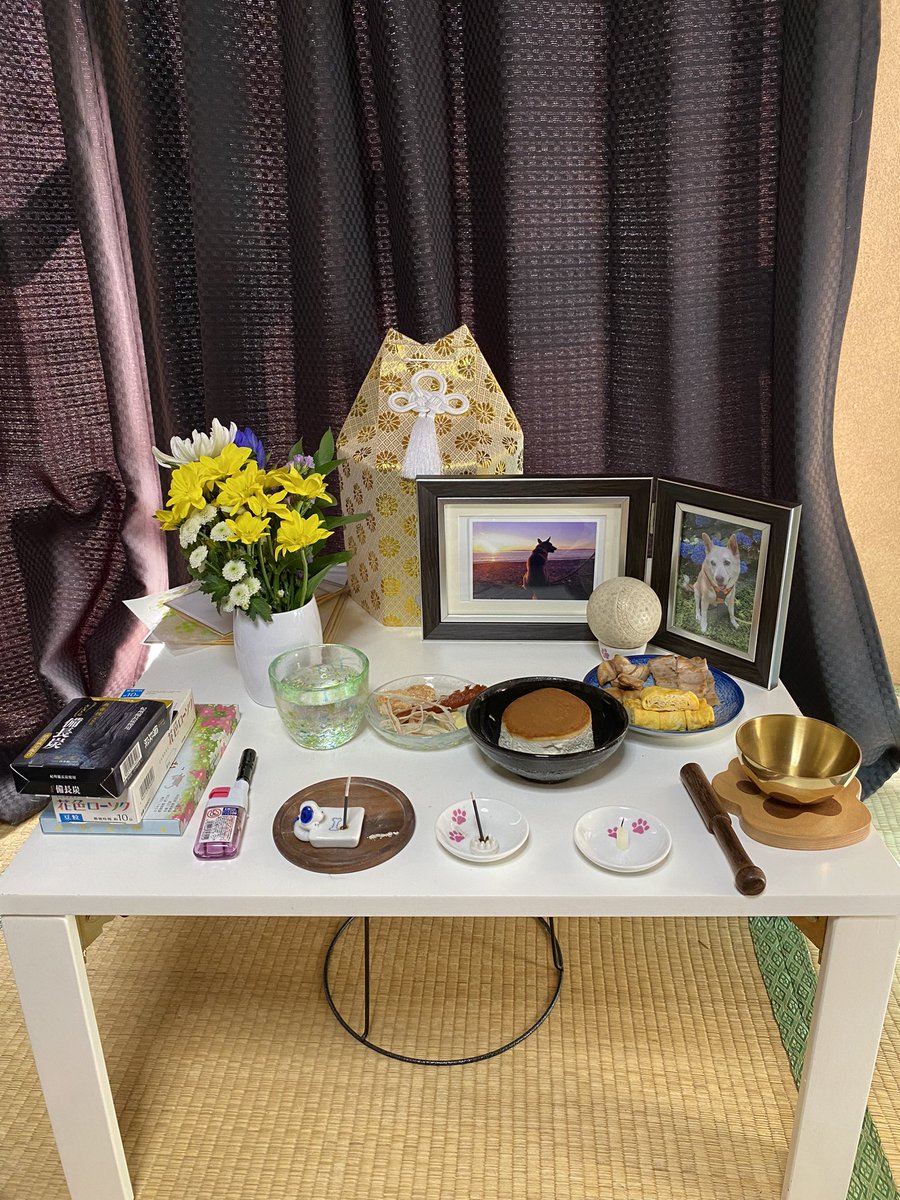 こんにちは。
久しぶりのポストになりました。
今日で亡くなって49日を迎えました。
まだ大きな穴が空いた状況です！
🌈友達が出来て走り回ってるといいな🐶
見送りを込めて今とチャッピーを引き取った時の写真です🌸

#犬のいる幸せ  #dogs #dog #家族　#愛犬