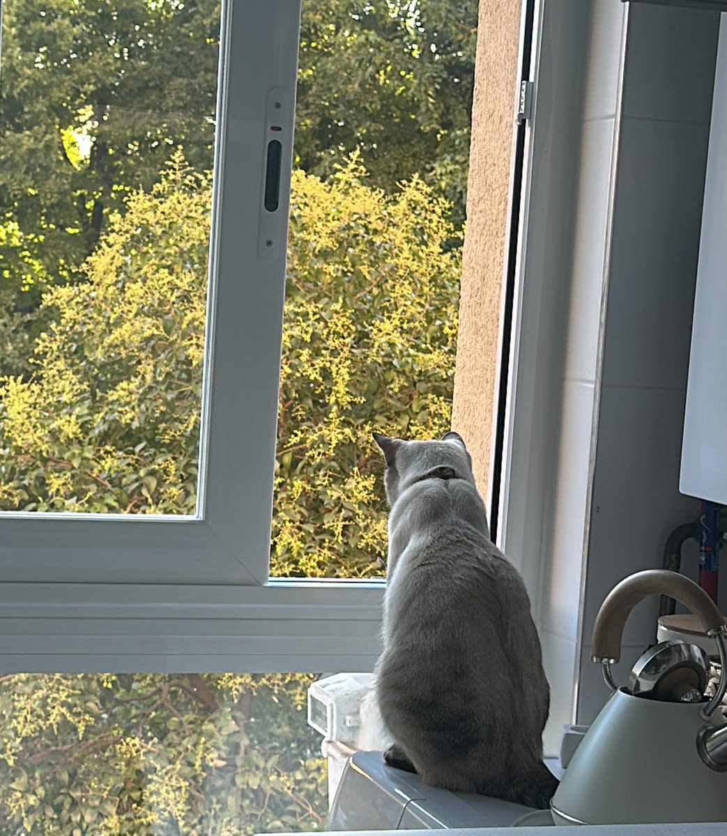 El gato jubilado no existe. 
Mi gato pidiéndome que le abra la ventana un domingo 8am para ver el barrio: