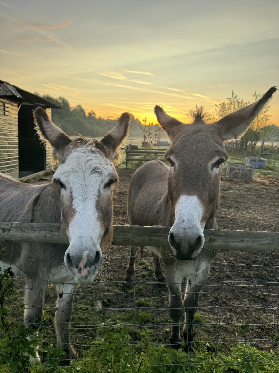 caenhillcc's tweet photo. Greetings and good morning it’s the Sunday rush hour & goat escape with Eli #rushhour #goatescape #goodmorning #sundayvibes https://t.co/BnZx6hL3R3