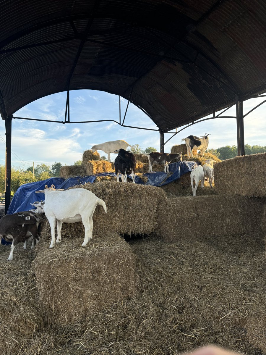 caenhillcc's tweet photo. Greetings and good morning it’s the Sunday rush hour & goat escape with Eli #rushhour #goatescape #goodmorning #sundayvibes https://t.co/BnZx6hL3R3