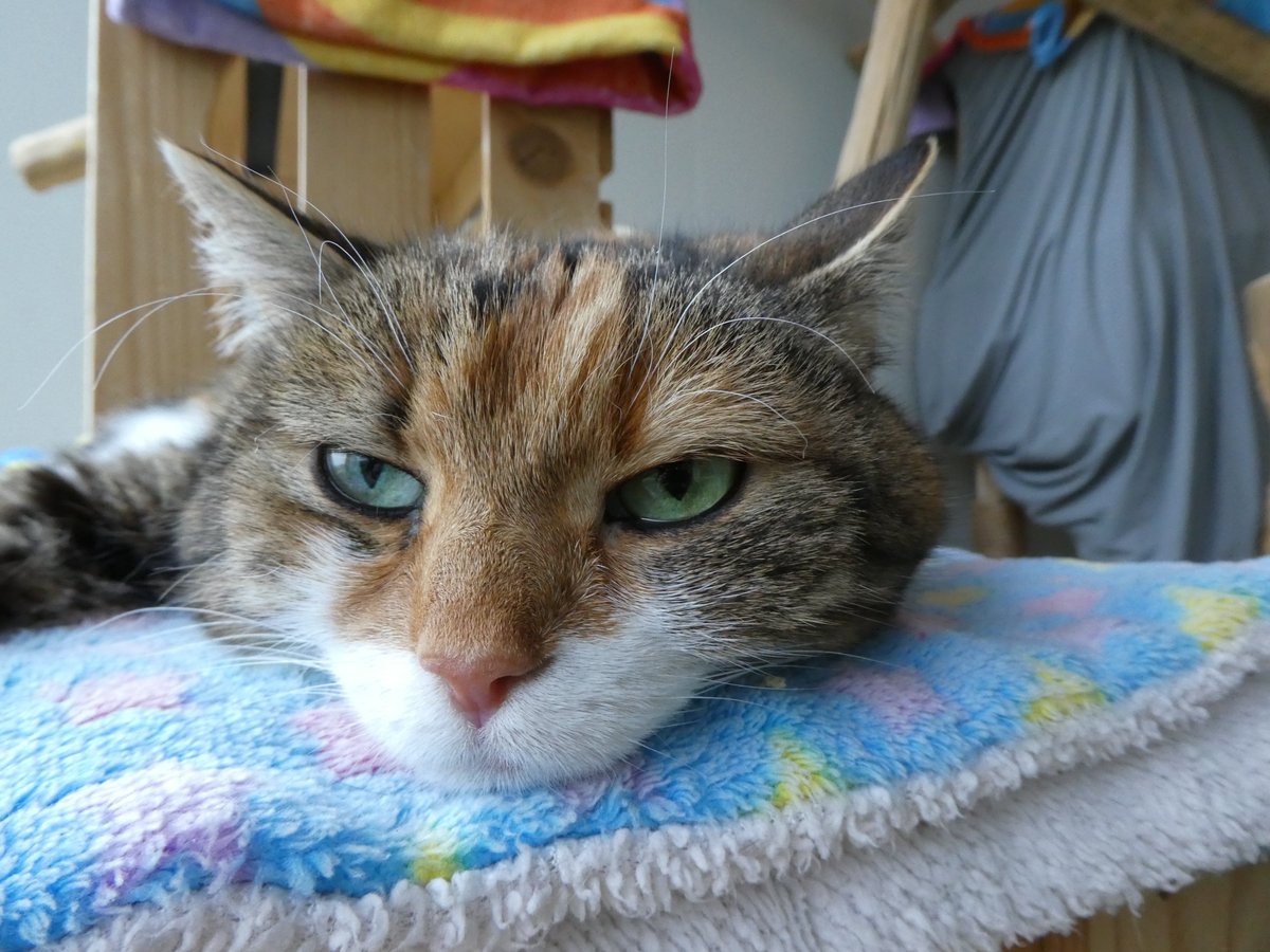 Katzenmensch4 tweet picture