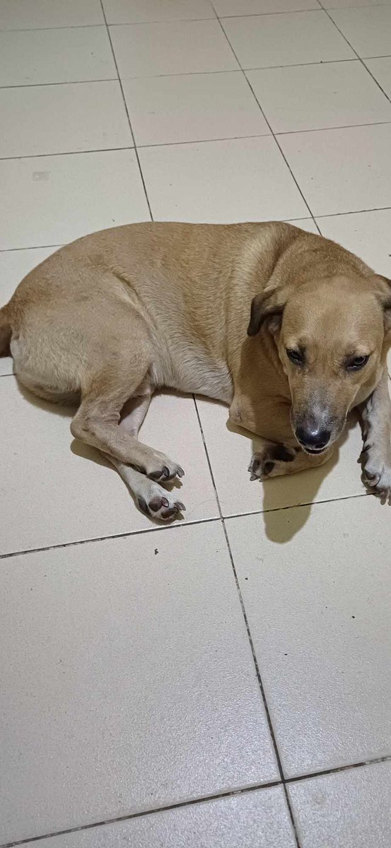 🍞 Mamon 🍞 C0MMS OPEN tweet media