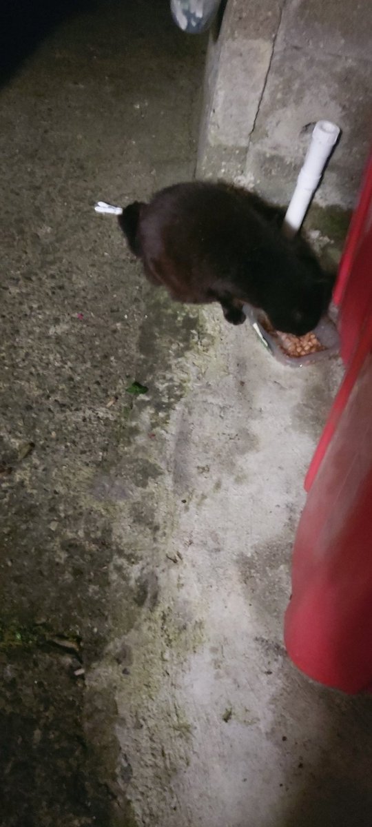 taxidamien's tweet photo. Just fattening him up so I can throw him on the barbecue for breakfast in the morning along with some Clonakilty pudding
😔
#eatingpets https://t.co/2JnaFpTCo1