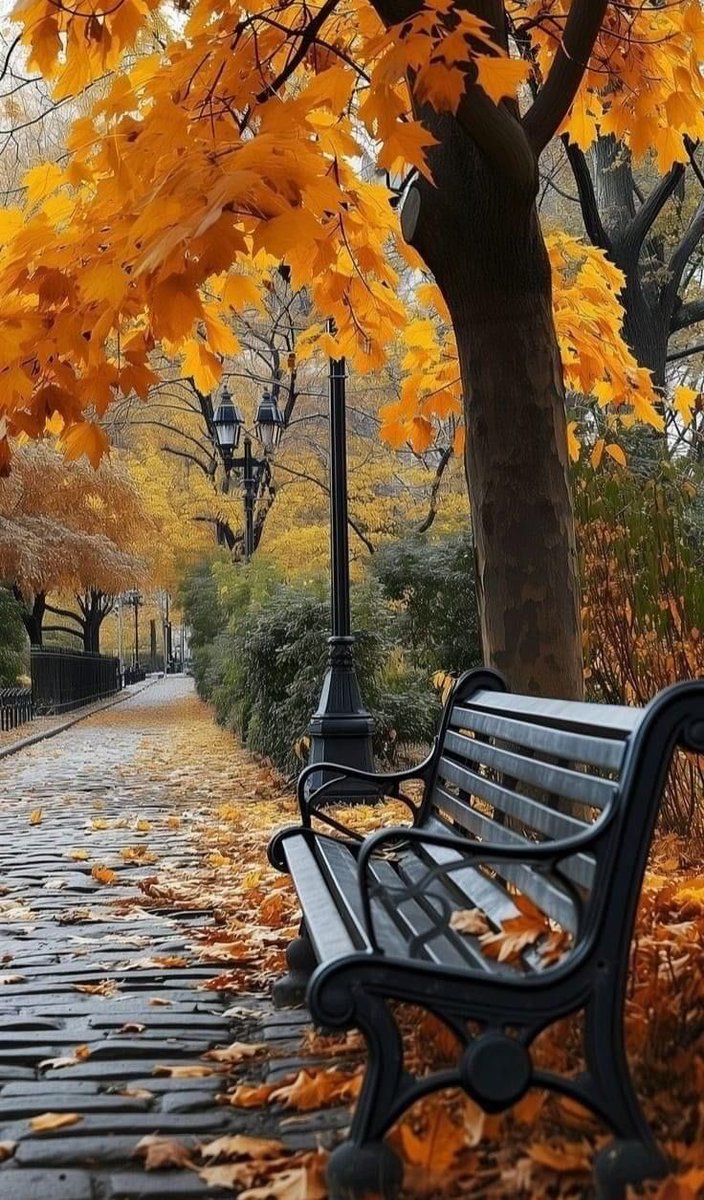 moraimauy's tweet photo. Autumn leaves 
           🍂🍁🍂🍁🍂 https://t.co/FrfcNI8gF7