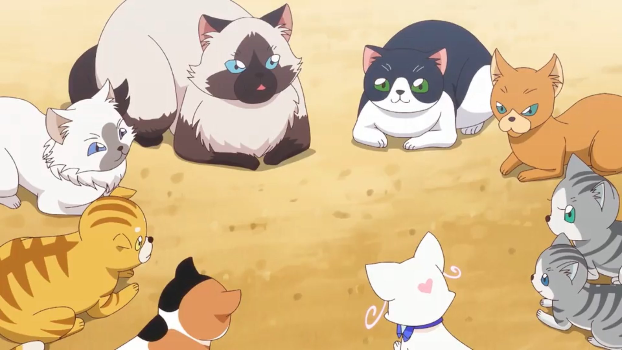 ねこお(8/10〜14:関東) على X: 