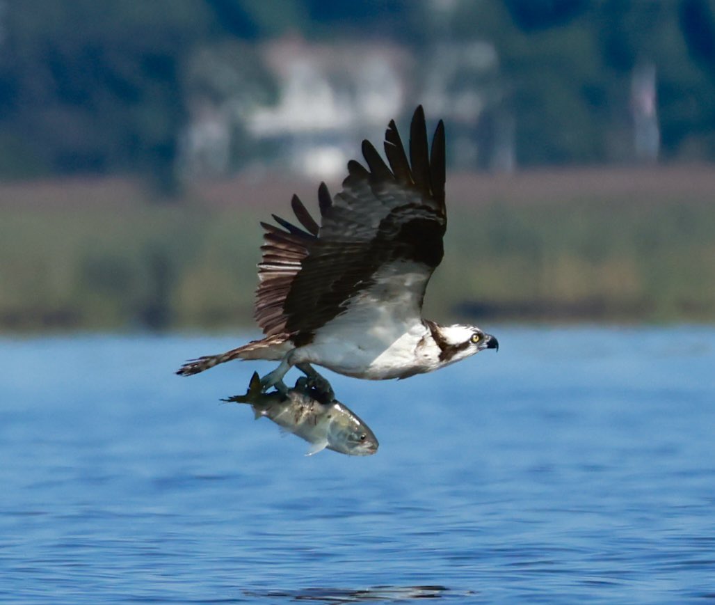 sdoppler2's tweet photo. ‘A wave came crashing like a fist to the jaw…
Delivered him wings, 'Hey, look at me now'
Arms wide open with the sea as his floor…
Oh, power, oh…
He's.. flying.....whole’
#CTNatureFans
#GivenToFly @PearlJam https://t.co/C1jrlItU0H