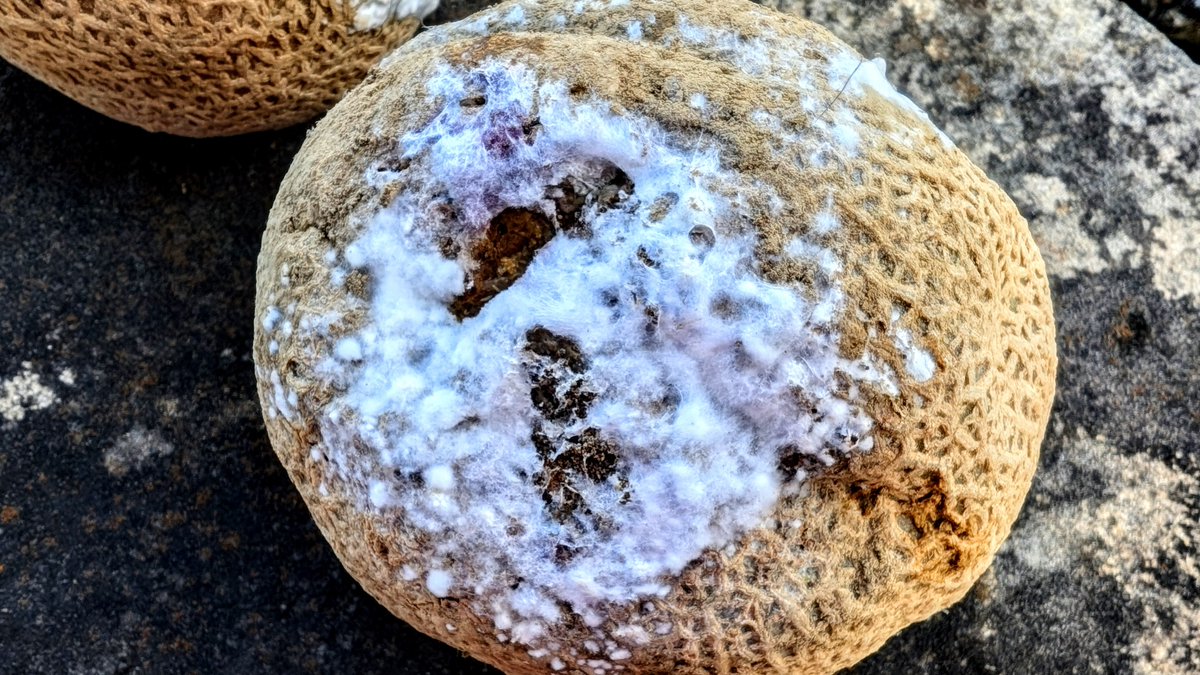 The purple shades of Fusarium fruit rot