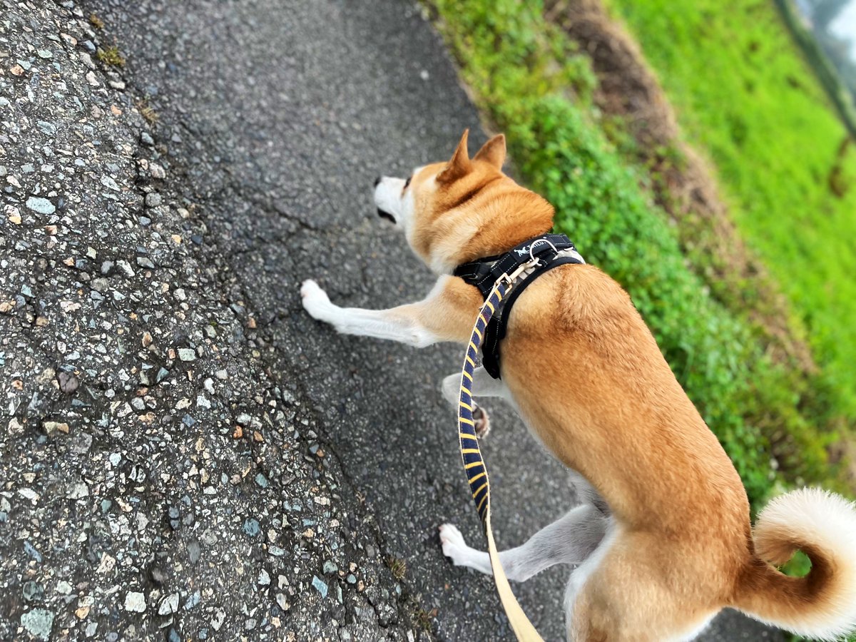 hachi_rec_hogo's tweet photo. 【ふくさんぽ】
すっかり咳も良くなってふくダッシュを軽やかにかますぐらいになりました🐕
最近は家を出るたびにコハチに吠えられ帰宅すれば吠えられのふく君
当人は吠えられても行きは「お散歩命！」帰りは「お昼寝命！」みたいな感じでスッと玄関を出て帰りはスッと自室へ入っていきますw https://t.co/FFDUWslGEN
