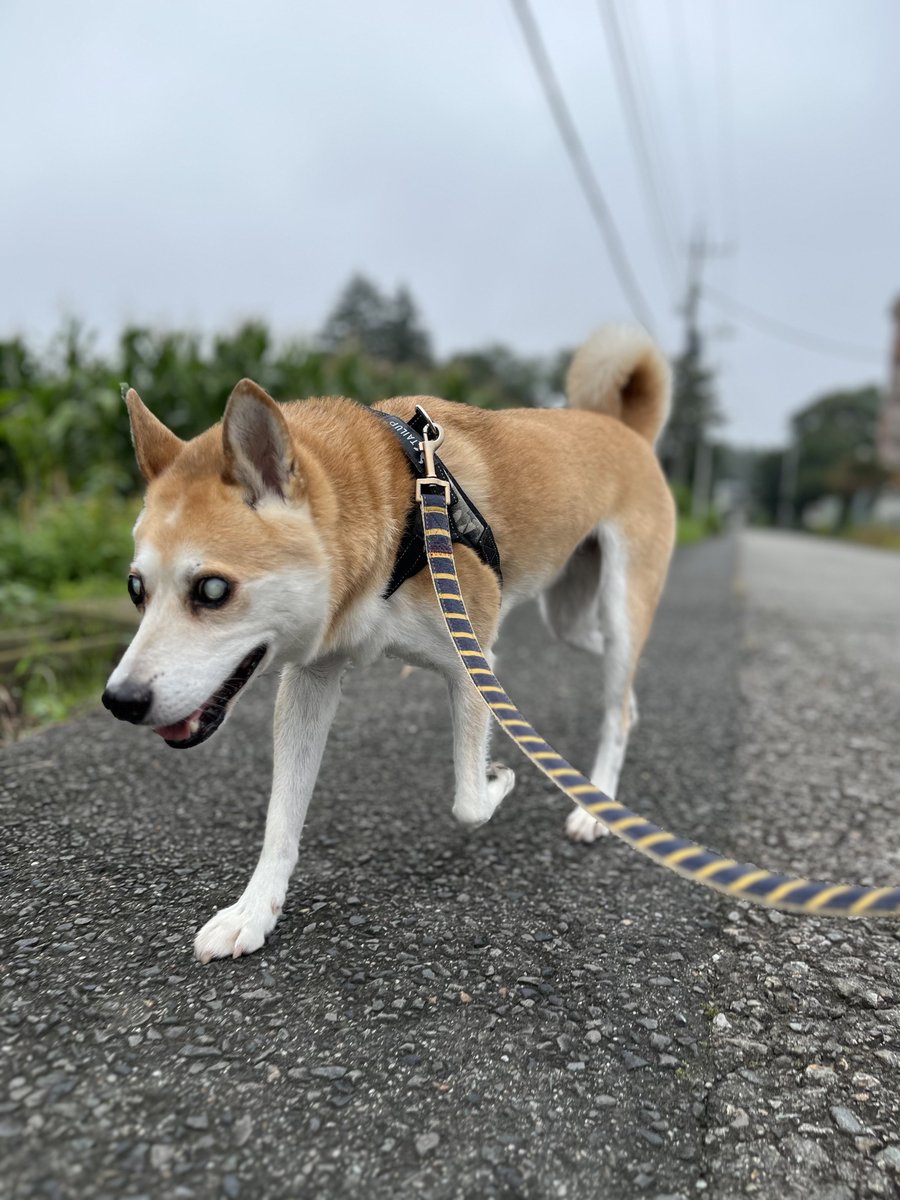 hachi_rec_hogo's tweet photo. 【ふくさんぽ】
すっかり咳も良くなってふくダッシュを軽やかにかますぐらいになりました🐕
最近は家を出るたびにコハチに吠えられ帰宅すれば吠えられのふく君
当人は吠えられても行きは「お散歩命！」帰りは「お昼寝命！」みたいな感じでスッと玄関を出て帰りはスッと自室へ入っていきますw https://t.co/FFDUWslGEN