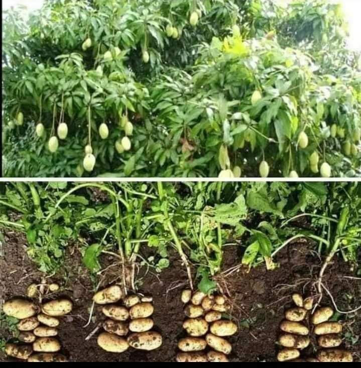 Mahendra Singh tweet media