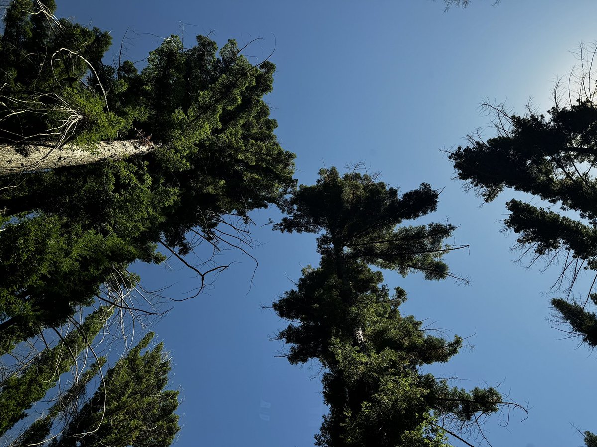 dnambiar's tweet photo. Time spent amongst trees is never time wasted. 
Katrina Mayer

#bigbasinstatepark #California https://t.co/AE60AmiGly