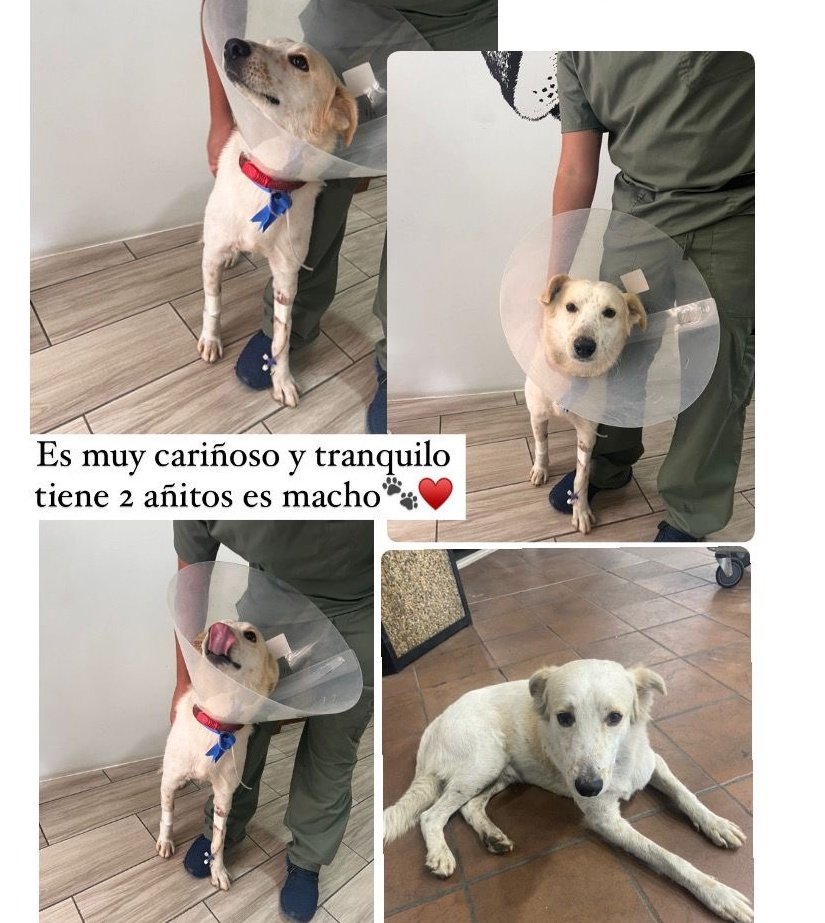 AlertaMePerdi's tweet photo. #ENCONTRADO #GUAYAQUIL
Fecha: 12/09/24
Sector: Norte, Vía a la Costa, Urb. Bosques de la Costa 
Sexo: Macho
Raza: Mestizo
Obsv.: Blanco con Machitas 
Contacto: 0978630919
¡Ayúdalo a volver con sus tutores!
#AlertaMePerdí https://t.co/KVreyIQAYJ