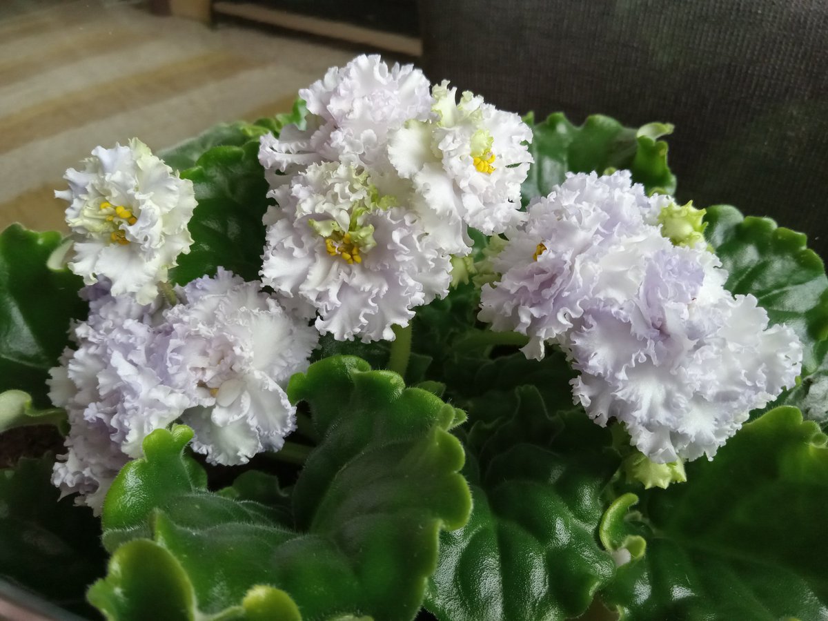 superdeluxejoe's tweet photo. Easily the coolest African violet I've ever had. https://t.co/SZGmFG8WLJ