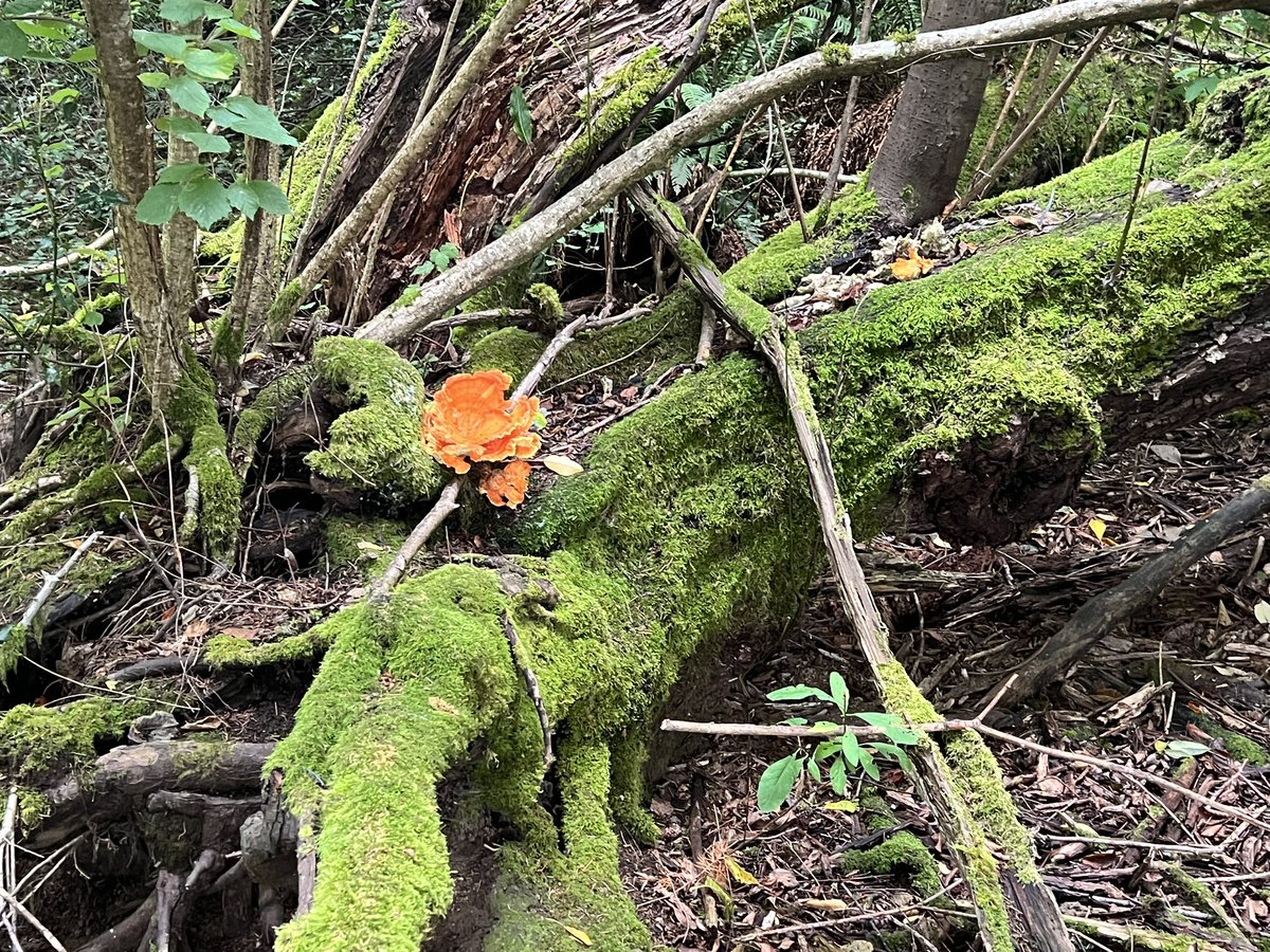 What is this in my backyard PNW?