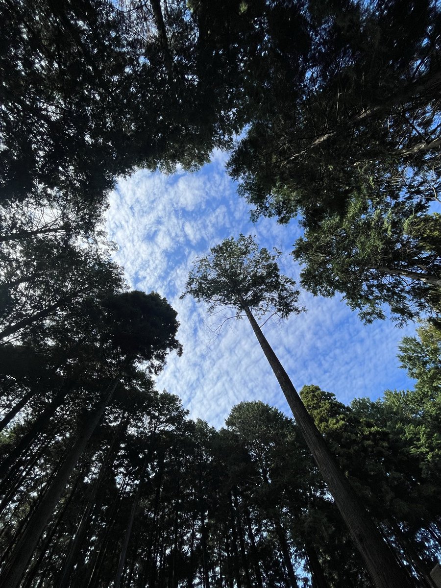 ここで良い。終いじゃ。
五助、介錯を。
#関ヶ原2024