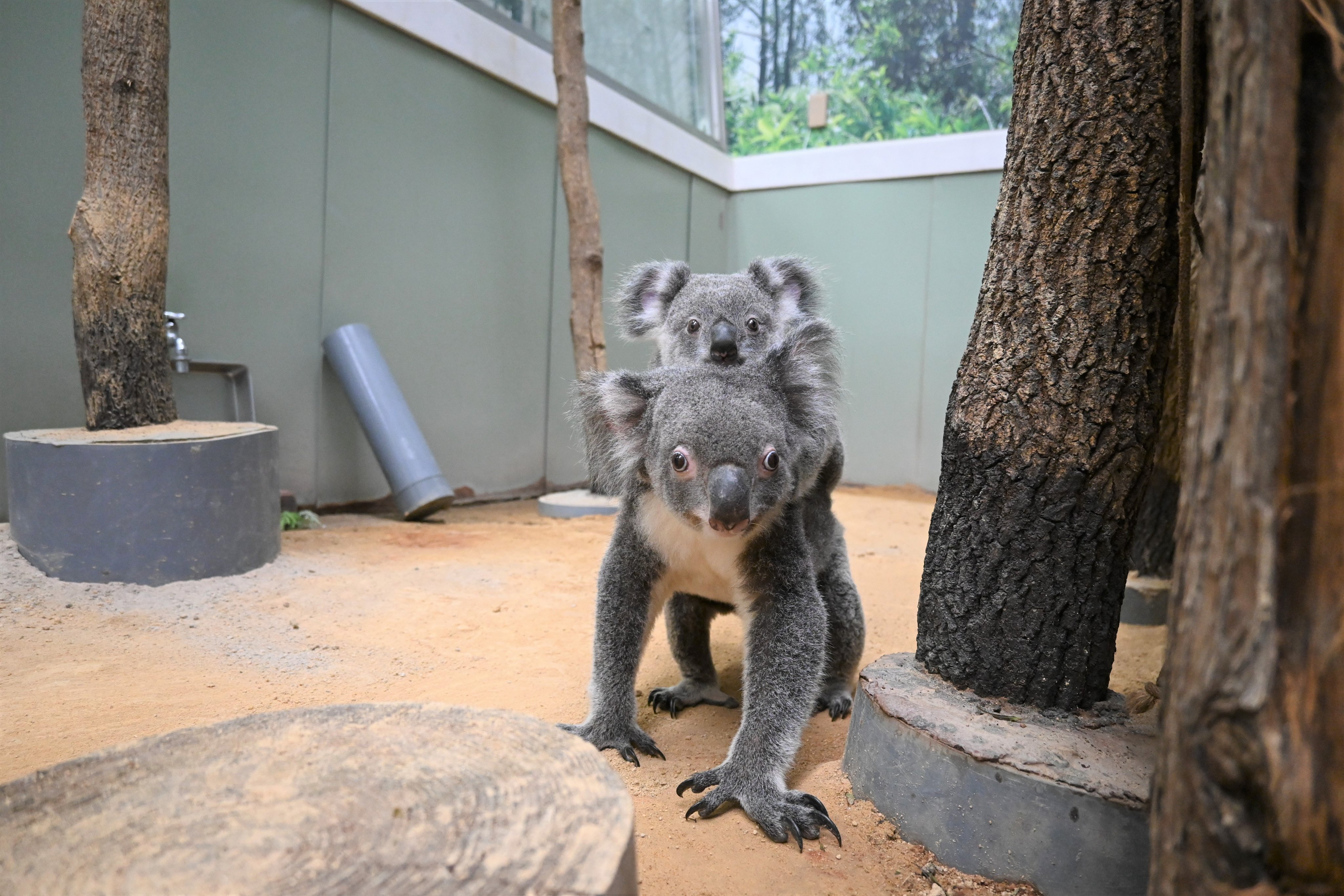 🐨やしじゅん🐨コアラー(2025もコアラ年) | じっとり顔が