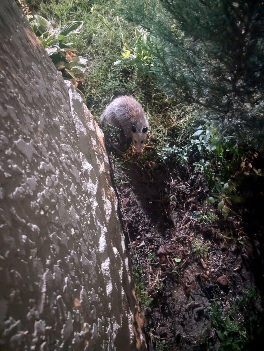 kbgtime's tweet photo. I've been so happy to feed this stray gray cat that's roaming my neighborhood. https://t.co/TorYyiFJ6q