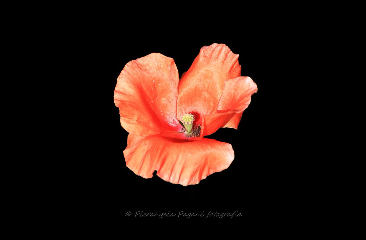 @ferrarisergio4 tweet media