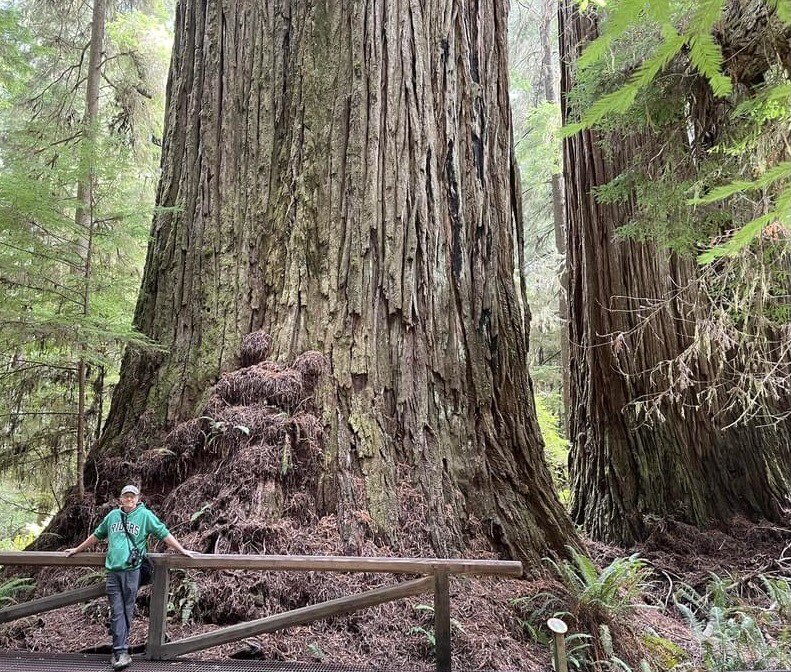 arrivedeh's tweet photo. Day 12 on the Pacific Coast Highway and spent some time hiking amongst the California redwoods. Feeling kind of small…
#redwoods #RedwoodForest #TitanTrail #GiantTrees #OldGrowthForest #BigAssedTrees #hiking #PacificCoastHighway #Traveler https://t.co/Fdo9jt2VZK https://t.co/ttS347ixSF