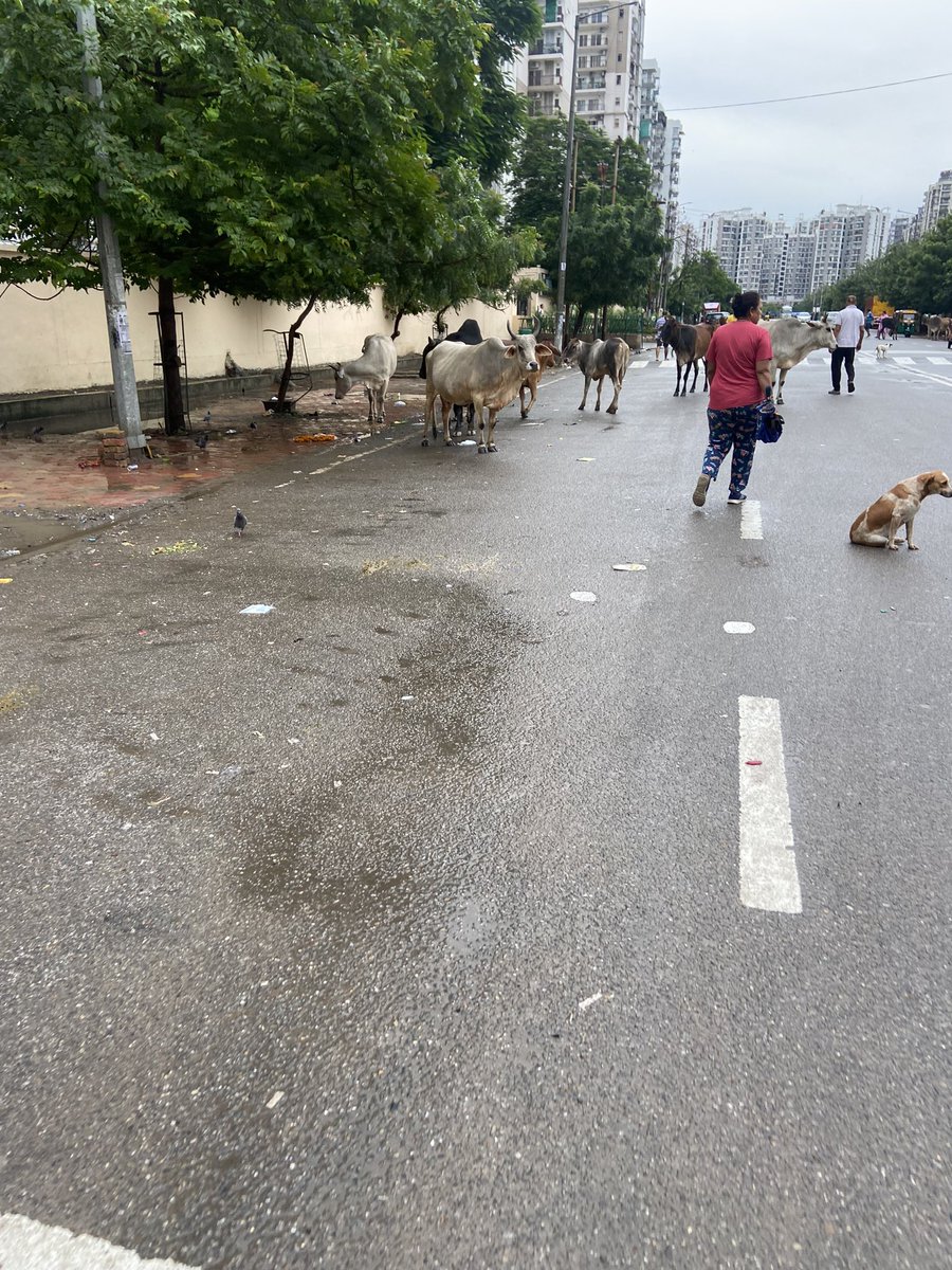 sankap1967's tweet photo. @noida_authority @CMOfficeUP @Rajiva2011 @InduPrakashPCS @puneet0502 @noidatraffic This is Noida , road behind Aditya Celebrity Homes sector 76.
Please don’t wait for any disaster and relocate these animals . https://t.co/H4MGZImgje