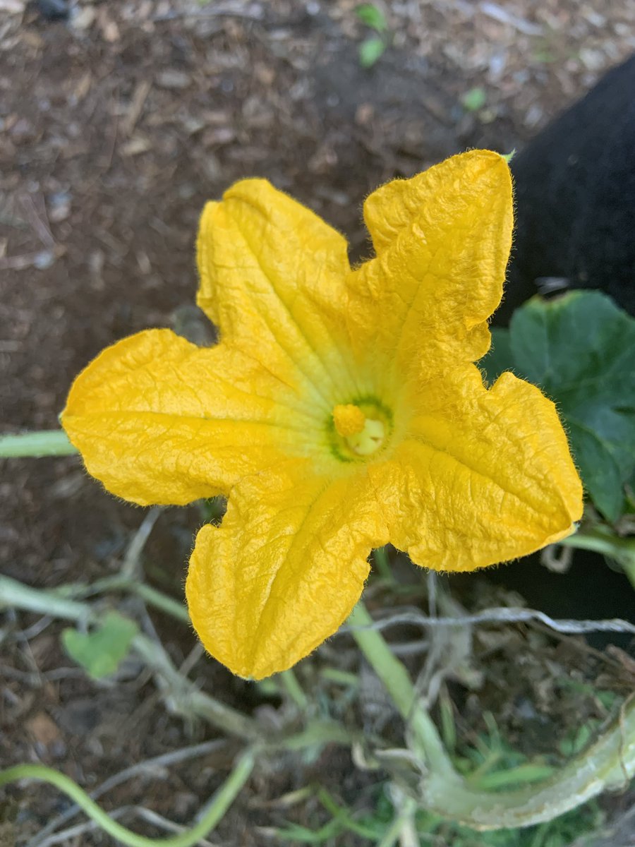 Volunteer squash still hoping for the best as summer ends.

#SundayYellow #Gardening