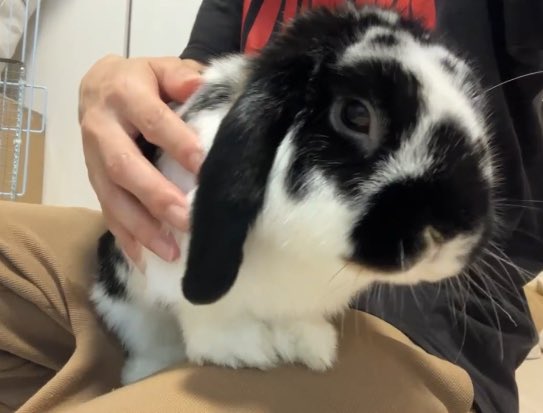 うさぎのセイスケ tweet media