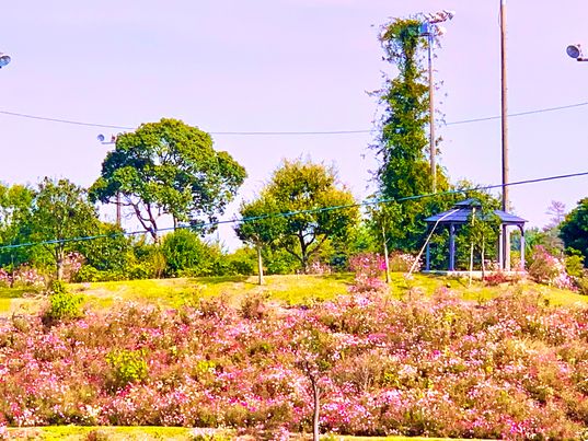 kazahayanosato's tweet photo. 23/10/14の写真です。

2024秋桜まつり
10/4～11/17
入園料　18歳以上100円～300円
　　　　13歳以上0円～100円
無　料　13歳未満・障がい手帳持参者・ペット
時　間　8時～17時
＃かざはやの里 ＃2024コスモスまつり #秋桜まつり　#japantrip #三重県 #kankomie #visitmie #visitmie_tw #visitmie_th https://t.co/WWkeuZvPAu
