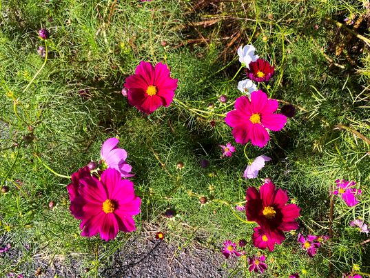kazahayanosato's tweet photo. 23/10/14の写真です。

2024秋桜まつり
10/4～11/17
入園料　18歳以上100円～300円
　　　　13歳以上0円～100円
無　料　13歳未満・障がい手帳持参者・ペット
時　間　8時～17時
＃かざはやの里 ＃2024コスモスまつり #秋桜まつり　#japantrip #三重県 #kankomie #visitmie #visitmie_tw #visitmie_th https://t.co/WWkeuZvPAu
