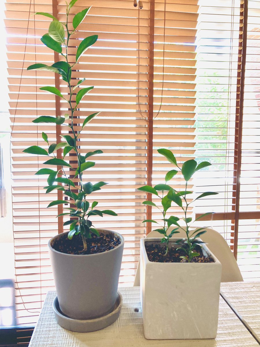 upcheeka's tweet photo. 久しぶりの発言がこれ。我が家のみかんの木がアゲハ蝶に卵産み付けにおびやかされてる。息子が保育園で2年前くらいに植えたみかんの種。こんなに育ってすごくない？目標は息子が家出るとき実がなるみかんを持たせること。（実がなるかわからないけど）アゲハ蝶には悪いけど卵は処分。 https://t.co/1QtKDT4eF5