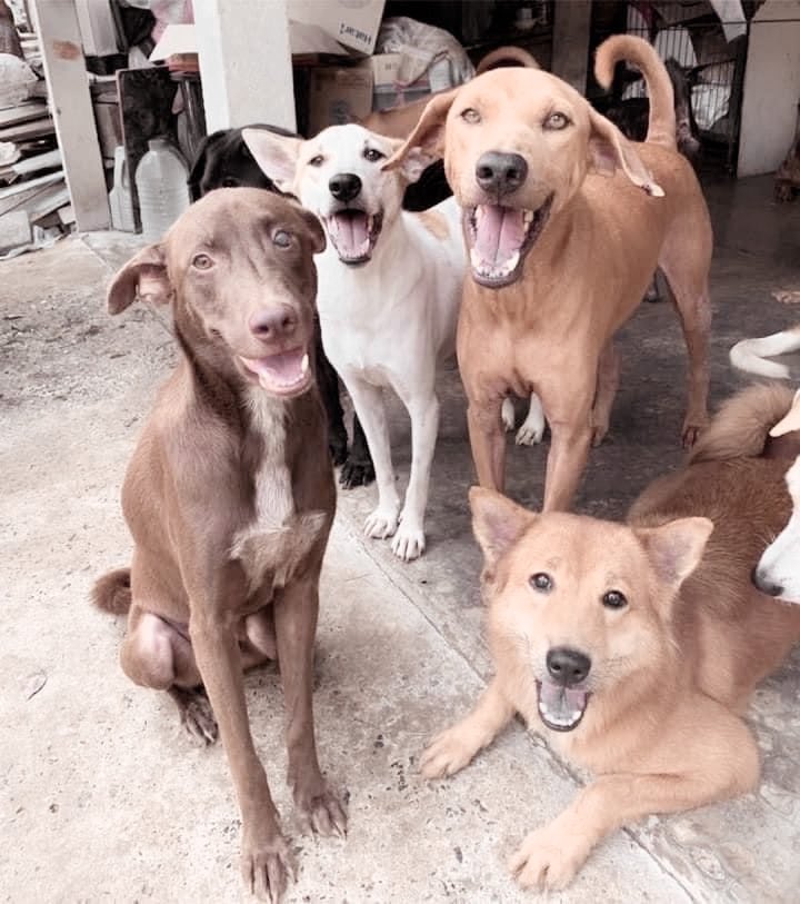 Wanna see a part of our security team? (they just really like to patrol around and protect us — our heroes 🥹). 

Some of our good boys and good girls here at the resort! They get some comfy beds here, lots of food, treats and good ol’ pets &amp; cuddles from staff and guests. 🩵