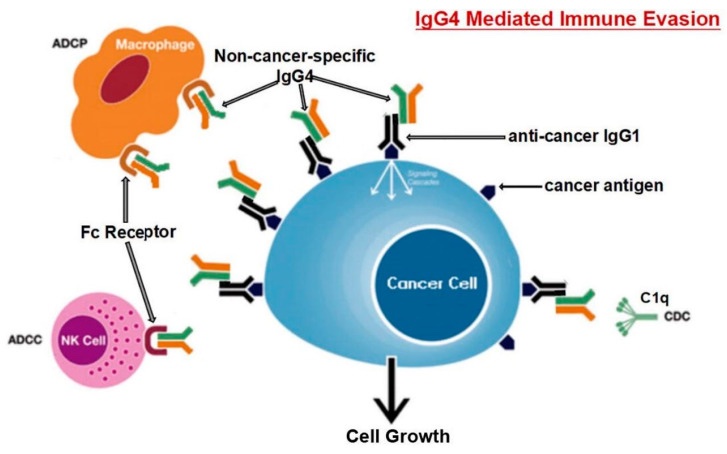 DeanHaymond's tweet photo. @hervk102 @MidwesternDoc IgG4 is absolutely playing a role. Interestingly this article found that the IgG4 increase was only found in those who received the mRNA vaccines  before they became infected by the virus. If you had natural immunity before immunization then no increase.

https://t.co/70Wl3Xlv1D https://t.co/PaVKUlxEM4