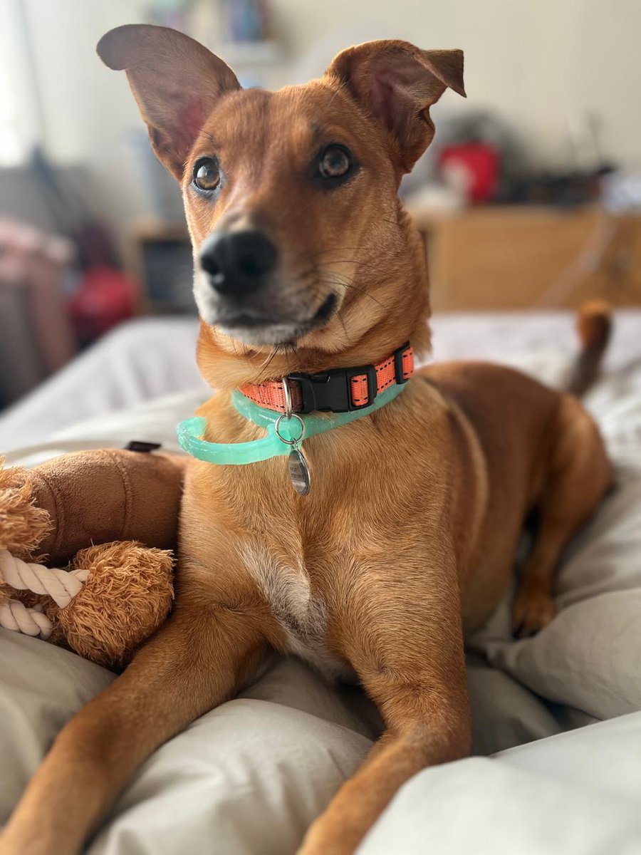 Gillian Chapman tweet media