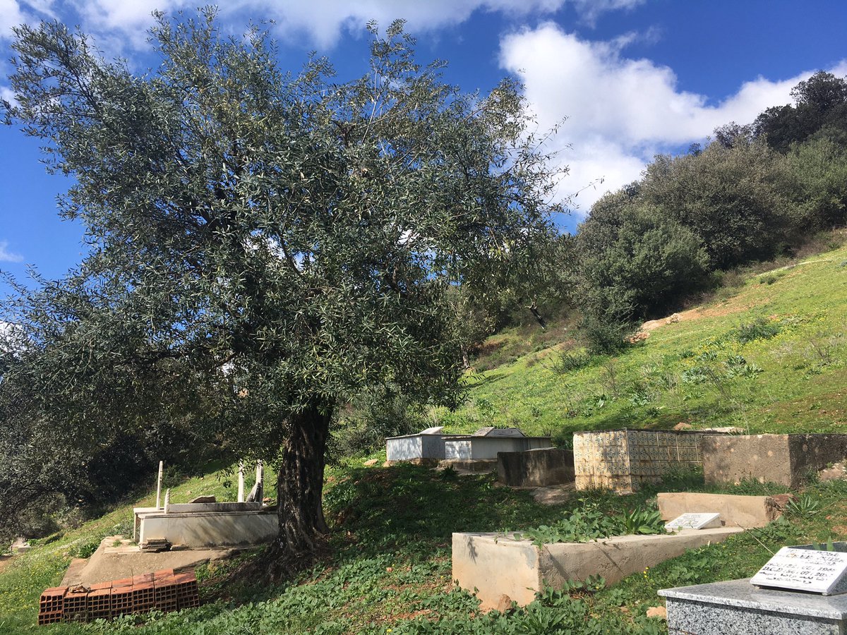 BLALIAM's tweet image. &quot; Seul l&apos;arbre qui a subi les assauts du vent est vraiment vigoureux, car c&apos;est dans cette lutte que ses racines, mise à l&apos;épreuve se fortifient &quot; Sénèque

Photo et Vidéo : Oliviers et Cimetière famille au village de mes aïeux Tigzirt des Ath Yenni en Grande-Kabylie 🇩🇿