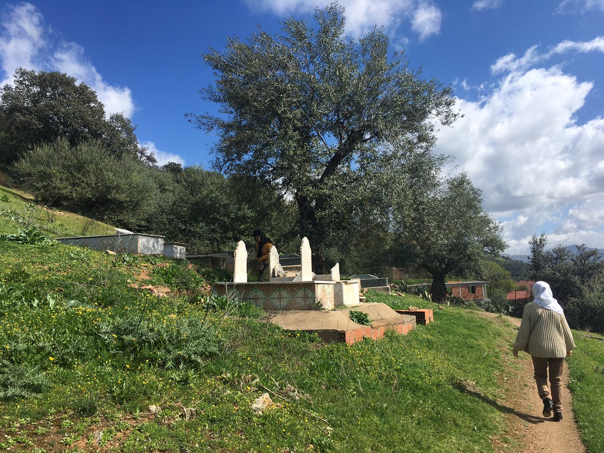 BLALIAM's tweet image. &quot; Seul l&apos;arbre qui a subi les assauts du vent est vraiment vigoureux, car c&apos;est dans cette lutte que ses racines, mise à l&apos;épreuve se fortifient &quot; Sénèque

Photo et Vidéo : Oliviers et Cimetière famille au village de mes aïeux Tigzirt des Ath Yenni en Grande-Kabylie 🇩🇿