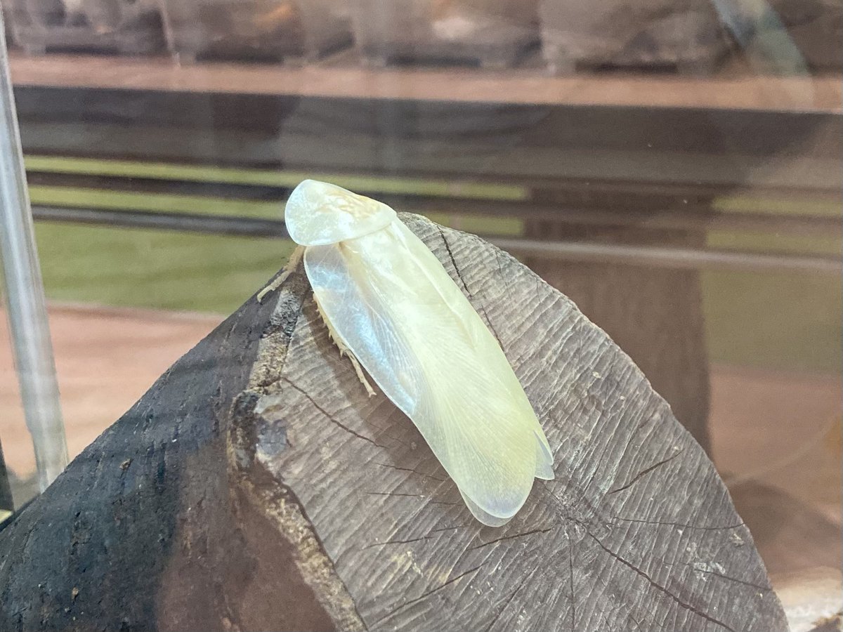 KashiharaKonchu's tweet image. 今日も展示室に白いゴキブリがいました。
（羽化直後の個体です）
#ジャイアントウッドローチ