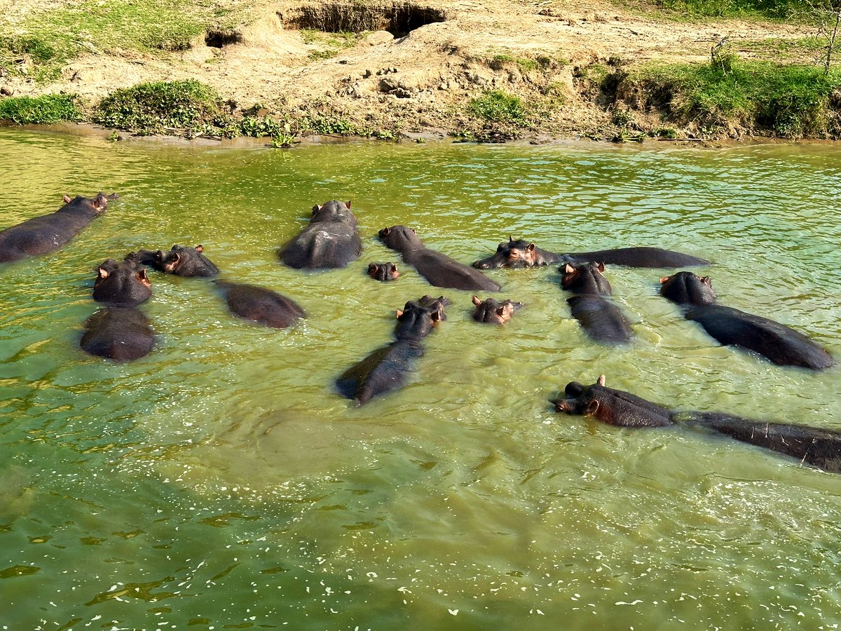 GraceWafulaMBA's tweet photo. Did you know Kazinga Channel, in Kasese , Uganda 🇺🇬, is a wildlife-rich waterway connecting Lake Edward and Lake George.
#WorldTourismDay2024 
#ExploreRwenzori 
#visitkasese #ExploreUganda 🇺🇬 @AfricaFirsts @KaseseTourism @Ssenyonyiderick https://t.co/TQJ2iHW020