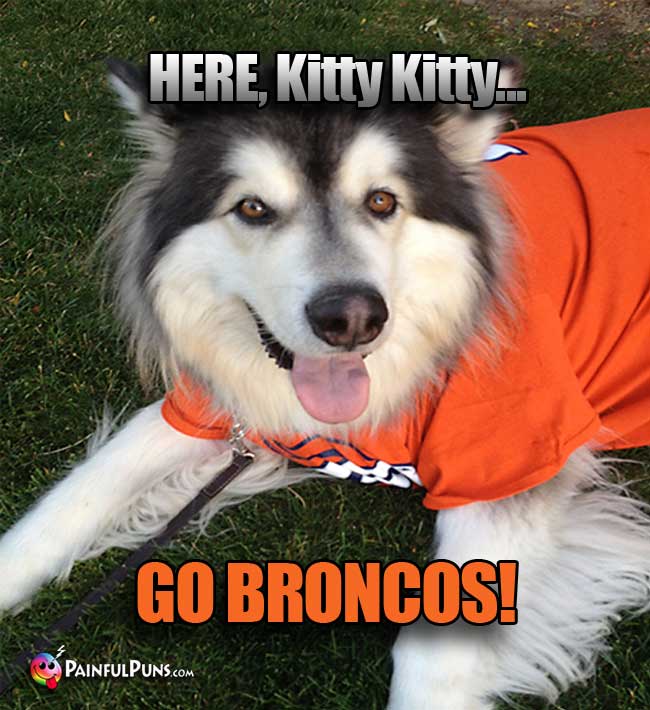 GO BRONCOS!
DENVER FANS KNOW THE BRONCOS DON'T PUSSY FOOT AROUND. THEY GALLOP ON TO VICTORY!

Q. Why don't the Broncos ever play pre-season games in the jungle?
A. 'Cause there are too many cheetahs there.
#BroncosCountry #Broncos #Denver #humor