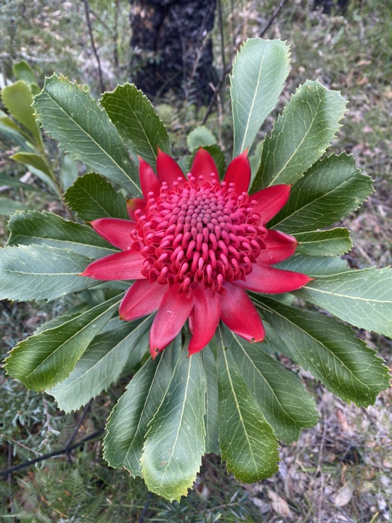 ncushing12's tweet image. What’s happening? First fires, then waratahs.