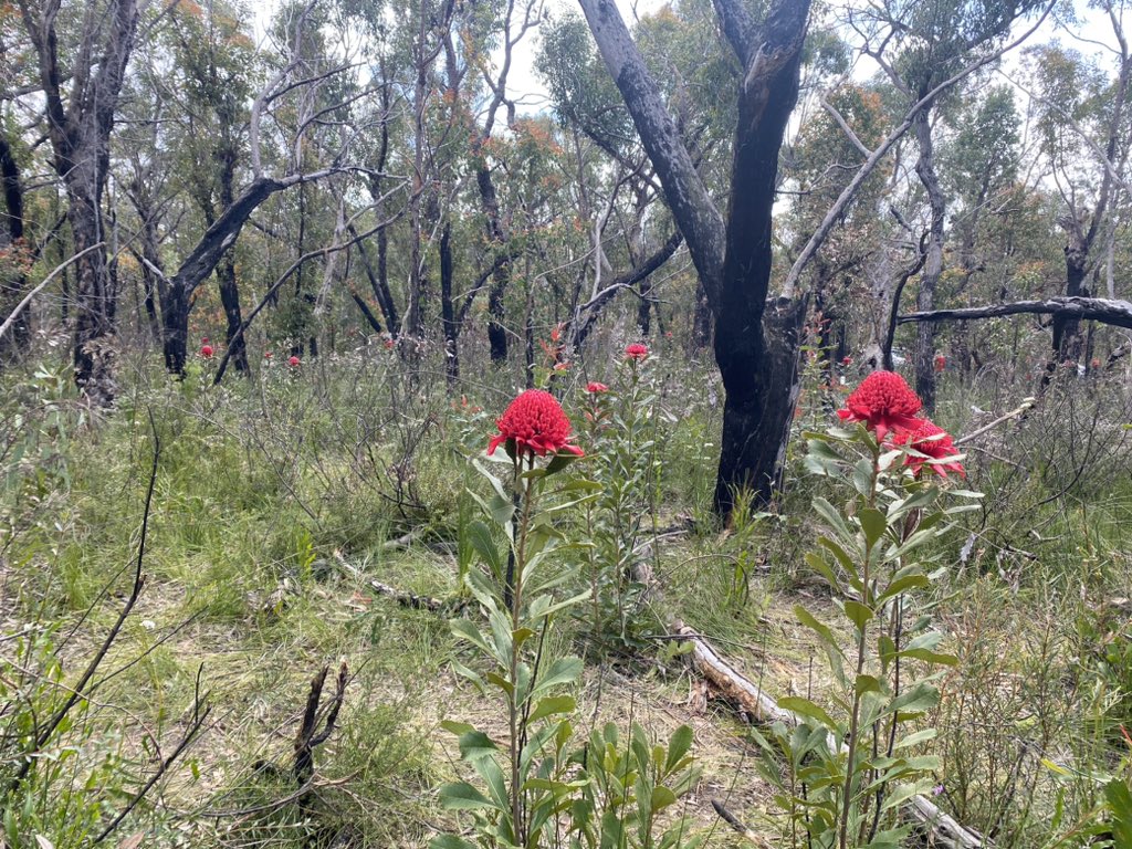 ncushing12's tweet image. What’s happening? First fires, then waratahs.