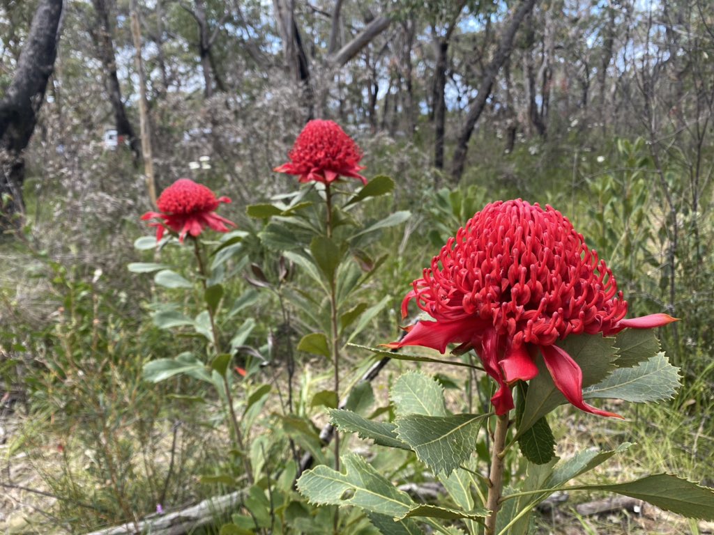 ncushing12's tweet image. What’s happening? First fires, then waratahs.