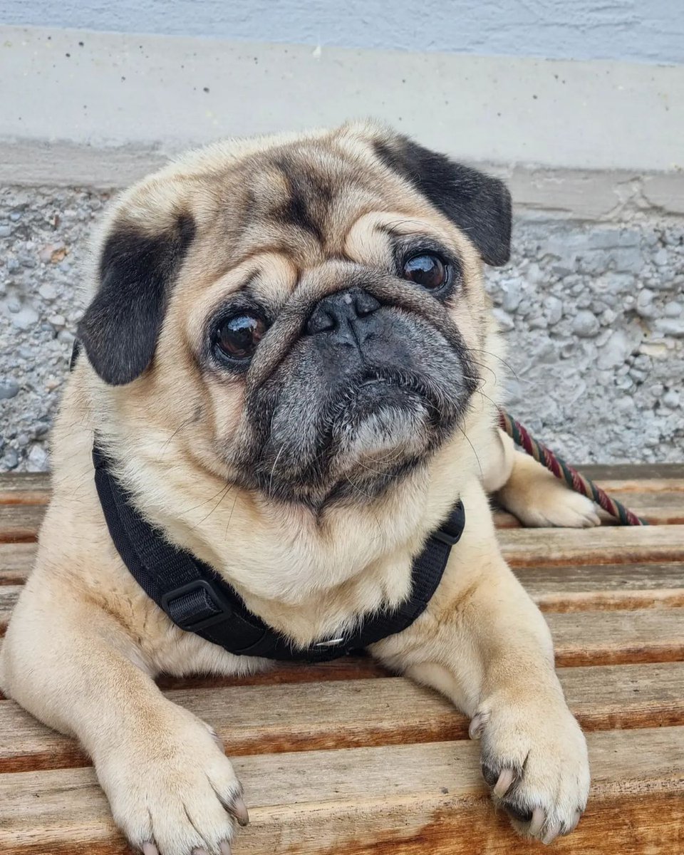 pugclub1's tweet photo. Wochenende β€οΈ π #pugloversofinsta #pugly #puglove #hundeliebe #mopslove #mops #dog #mopshund #Puglia #mopsleben #bayernmops #puglover #puglife #puppy # https://t.co/x0ZqHbayzG