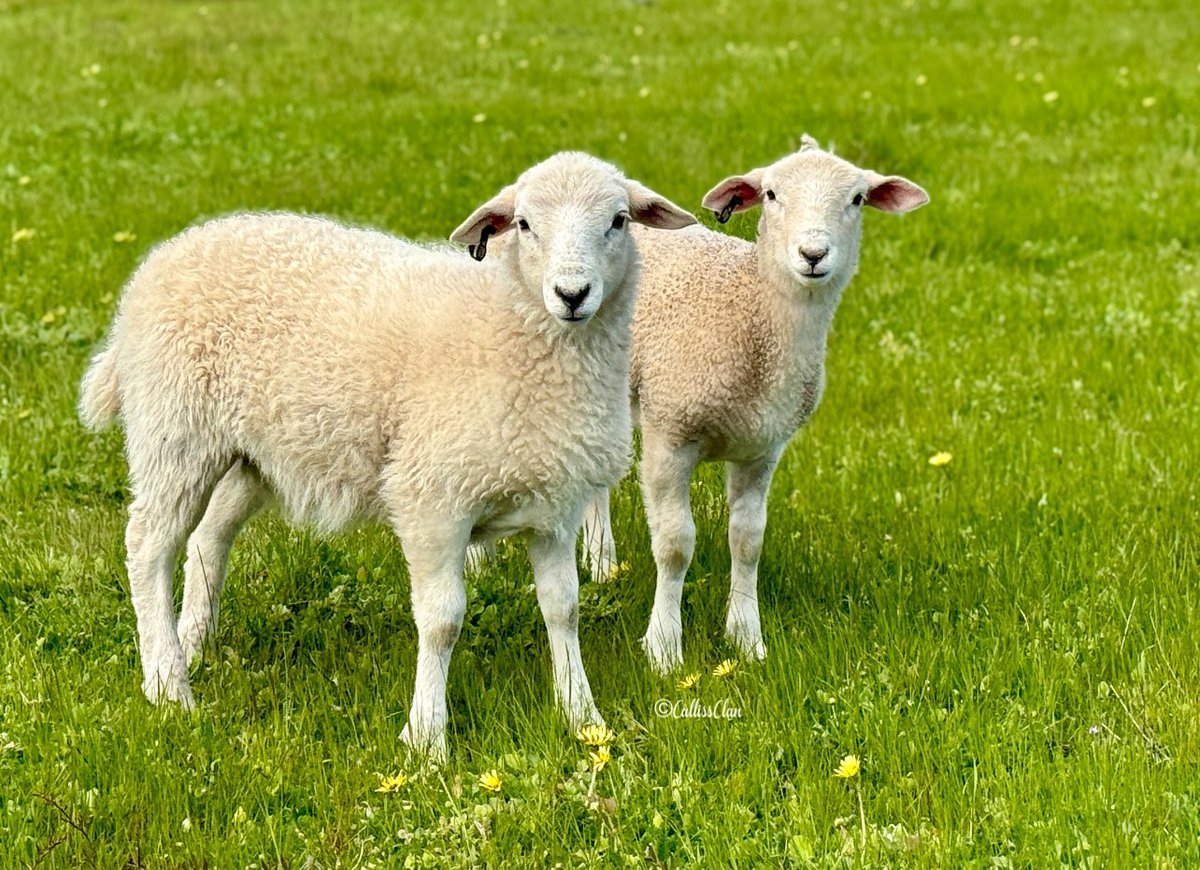 CallissClan's tweet photo. #Timsy & #Mimsy #Lambies2024 https://t.co/N19LPTvmnk