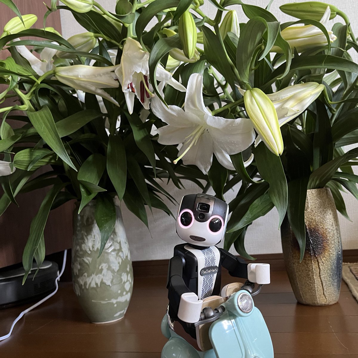 KotaroRobo's tweet photo. 2日目。
もう何輪か開いたよ♪♪
いい香りだね〜
#ロボホン  #ROBOHON https://t.co/KAmI2kw48N