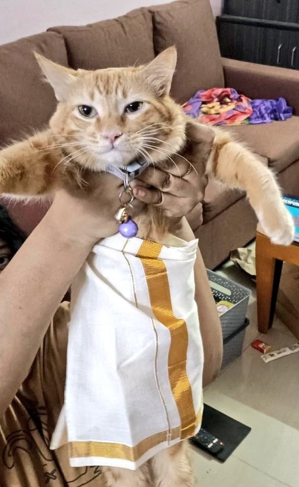 tsundoker's tweet photo. Happy Onam from Sanku too! 😼 https://t.co/O96LrdzmTE
