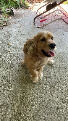 serdarsefim1923's tweet photo. Paşamın adımı duyunca gülümsemesi 🐾🐶😀
Özledim be Gufyy 
#günaydın #englishcocker #dog #pati https://t.co/8HoTqaiZEs