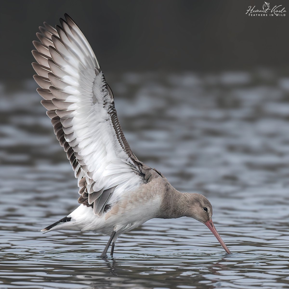 Feathers in Wild_Hemant Kirola tweet media